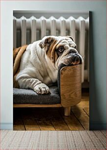 Πίνακας, Bulldog Resting Μπουλντόγκ που ξεκουράζεται