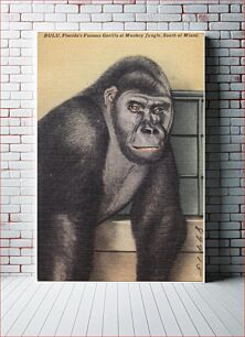 Πίνακας, Bulu, Florida's famous gorilla at Monkey Jungle, south of Miami