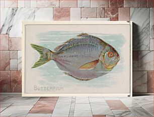 Πίνακας, Butterfish, from the Fish from American Waters series (N8) for Allen & Ginter Cigarettes Brands