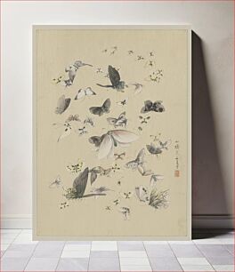 Πίνακας, [Butterflies and moths]