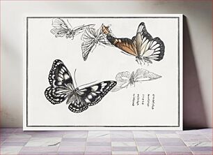 Πίνακας, Butterflies illustration from Churui Gafu (1910) by Morimoto Toko