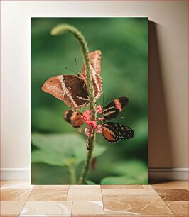 Πίνακας, Butterflies on Flower Πεταλούδες στο λουλούδι