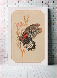 Πίνακας, Butterfly card from the Butterflies and Moths of America series