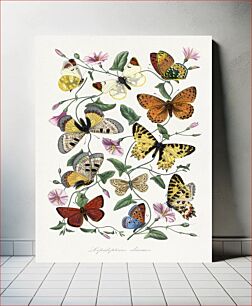 Πίνακας, Butterfly & moth painting