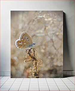 Πίνακας, Butterfly on a Dry Plant Πεταλούδα σε ένα ξηρό φυτό