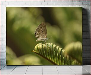 Πίνακας, Butterfly on a Fern Πεταλούδα σε μια φτέρη