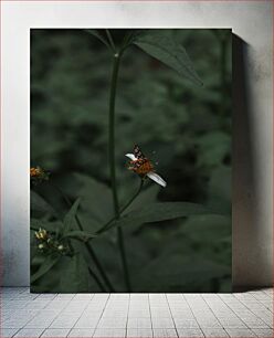 Πίνακας, Butterfly on a Flower Πεταλούδα σε ένα λουλούδι