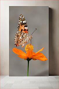 Πίνακας, Butterfly on a Flower Πεταλούδα σε ένα λουλούδι