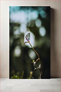 Πίνακας, Butterfly on a Flower Πεταλούδα σε ένα λουλούδι
