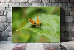 Πίνακας, Butterfly on a Leaf Πεταλούδα σε ένα φύλλο
