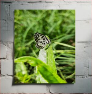 Πίνακας, Butterfly on a Leaf Πεταλούδα σε ένα φύλλο