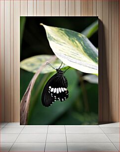 Πίνακας, Butterfly on a Leaf Πεταλούδα σε ένα φύλλο