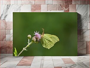 Πίνακας, Butterfly on a Thistle Flower Πεταλούδα σε λουλούδι γαϊδουράγκαθου