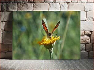 Πίνακας, Butterfly on a Yellow Flower Πεταλούδα σε ένα κίτρινο λουλούδι