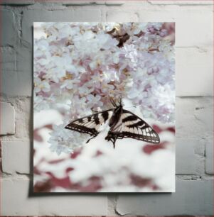 Πίνακας, Butterfly on Blossoms Πεταλούδα στα άνθη