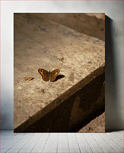 Πίνακας, Butterfly on Concrete Πεταλούδα σε σκυρόδεμα