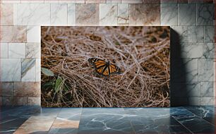Πίνακας, Butterfly on Dry Grass Πεταλούδα σε ξερό γρασίδι