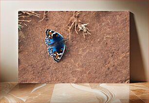 Πίνακας, Butterfly on Ground Πεταλούδα στο έδαφος