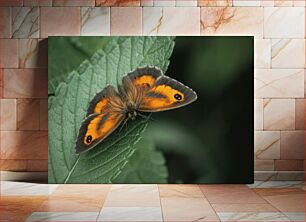 Πίνακας, Butterfly on Leaf Πεταλούδα στο φύλλο