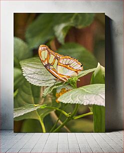 Πίνακας, Butterfly on Leaf Πεταλούδα σε φύλλο