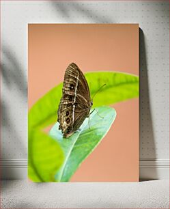 Πίνακας, Butterfly on Leaf Πεταλούδα σε φύλλο