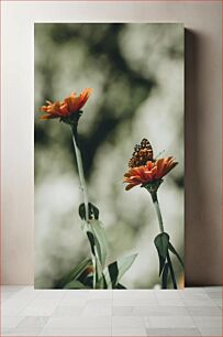Πίνακας, Butterfly on Orange Flowers Πεταλούδα σε πορτοκαλί λουλούδια