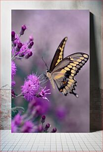 Πίνακας, Butterfly on Purple Flowers Πεταλούδα στα μωβ λουλούδια