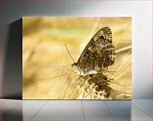 Πίνακας, Butterfly on Wheat Πεταλούδα στο σιτάρι