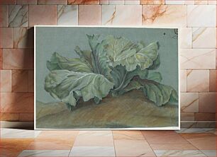 Πίνακας, Cabbage Plant