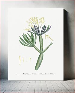 Πίνακας, Cacalia Kleinia (Canary Islands Candle Plant) from Histoire des Plantes Grasses (1799) by Pierre-Joseph Redouté