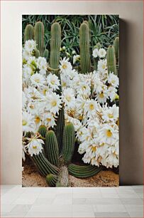 Πίνακας, Cacti in Bloom Κάκτοι σε άνθιση