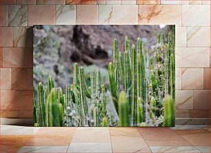 Πίνακας, Cacti in Desert Κάκτοι στην έρημο