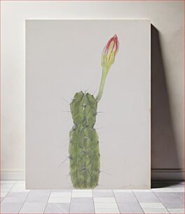 Πίνακας, Cactus (1919) by Joseph Stella