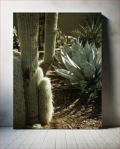 Πίνακας, Cactus and Succulent Garden Κήπος Κάκτων και Ζουμερών