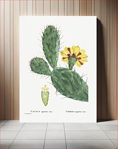Πίνακας, Cactus Opuntia Tuna (Prickly Pear) from Histoire des Plantes Grasses (1799) by Pierre-Joseph Redouté