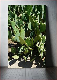 Πίνακας, Cactus Plants in Sunlight Φυτά κάκτων στο φως του ήλιου