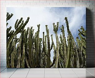 Πίνακας, Cactus Plants Under the Sky Φυτά κάκτων κάτω από τον ουρανό