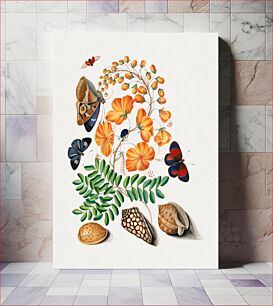 Πίνακας, Caesalpinoid legume, Blackburn's Earth Boring Beetle, Seven-Spotted Ladybird Beetle, Purple Emperor and shells from the Natural History Cabinet of Anna Blackburne (1768) by