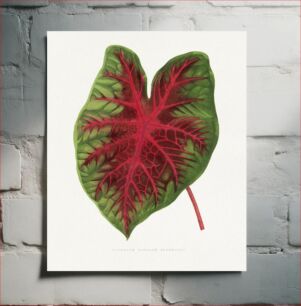 Πίνακας, Caladium bicolor splendens leaf illustration
