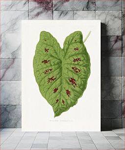 Πίνακας, Caladium leaf illustration