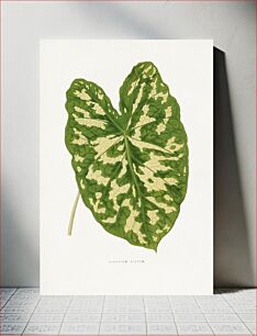 Πίνακας, Caladium Pictum leaf illustration