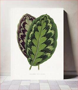 Πίνακας, Calathea Veitchiana leaf illustration