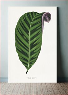 Πίνακας, Calathea zebrina leaf illustration