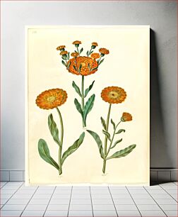Πίνακας, Calendula officinalis (garden marigold) by Maria Sibylla Merian