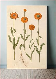 Πίνακας, Calendula officinalis (garden marigold) by Maria Sibylla Merian