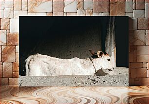 Πίνακας, Calf in a Sunlit Shelter Μοσχάρι σε ηλιόλουστο καταφύγιο