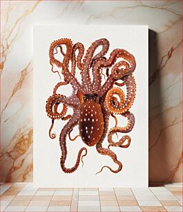 Πίνακας, Callistoctopus macropus (White-spotted Octopus) from the Mediterranean Sea (1896)