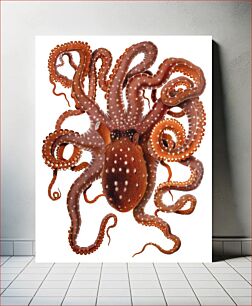 Πίνακας, Callistoctopus macropus (White-spotted Octopus) from the Mediterranean Sea