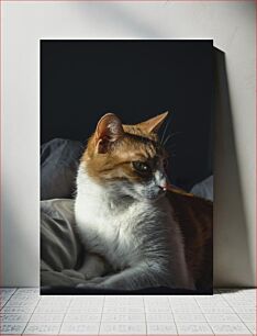 Πίνακας, Calm Cat in Sunlight Ήρεμη γάτα στο φως του ήλιου