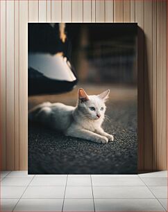 Πίνακας, Calm Cat on Pavement Ήρεμη γάτα στο πεζοδρόμιο